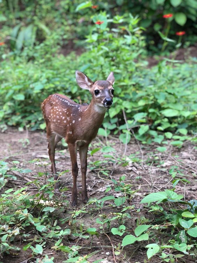 Jungle Lodge At Wild Sun Rescue Center Cabuya  Экстерьер фото
