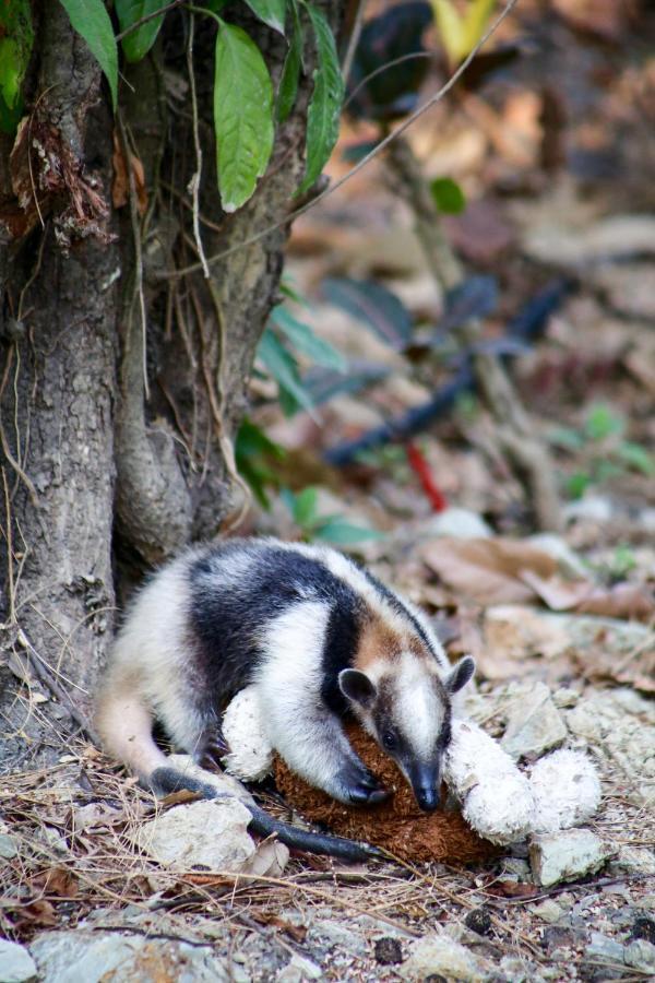 Jungle Lodge At Wild Sun Rescue Center Cabuya  Экстерьер фото