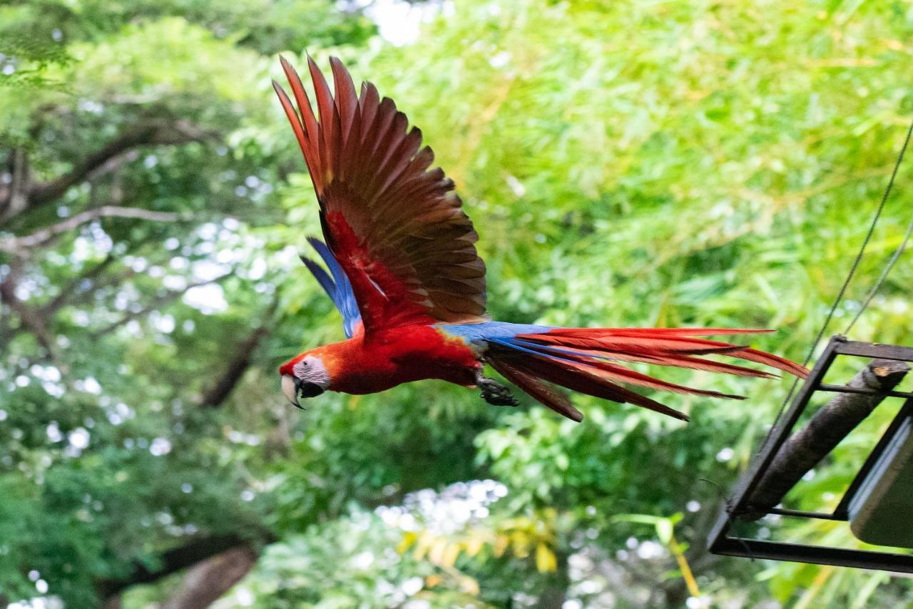 Jungle Lodge At Wild Sun Rescue Center Cabuya  Экстерьер фото